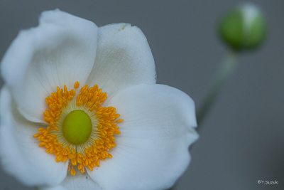 シュウメイギクの花