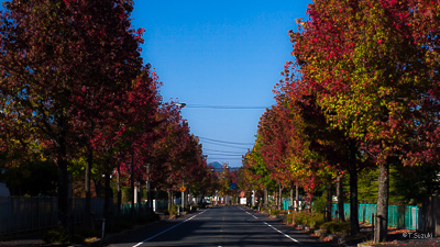 赤色に染まる並木道の写真