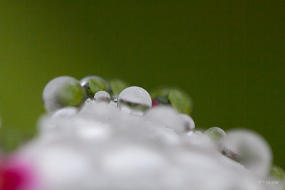 写真 雨上がりの朝